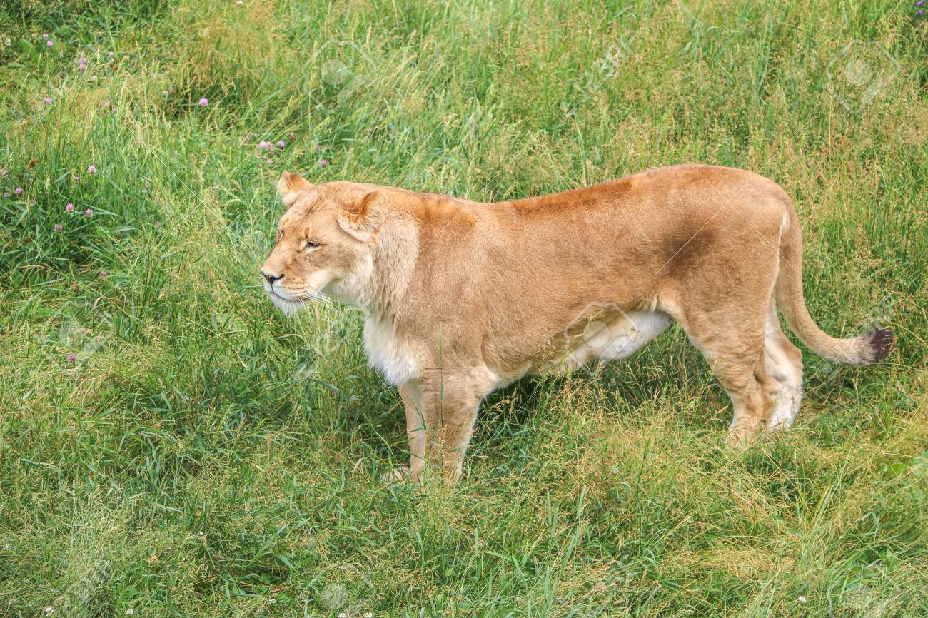 puma au quebec puma au quebec