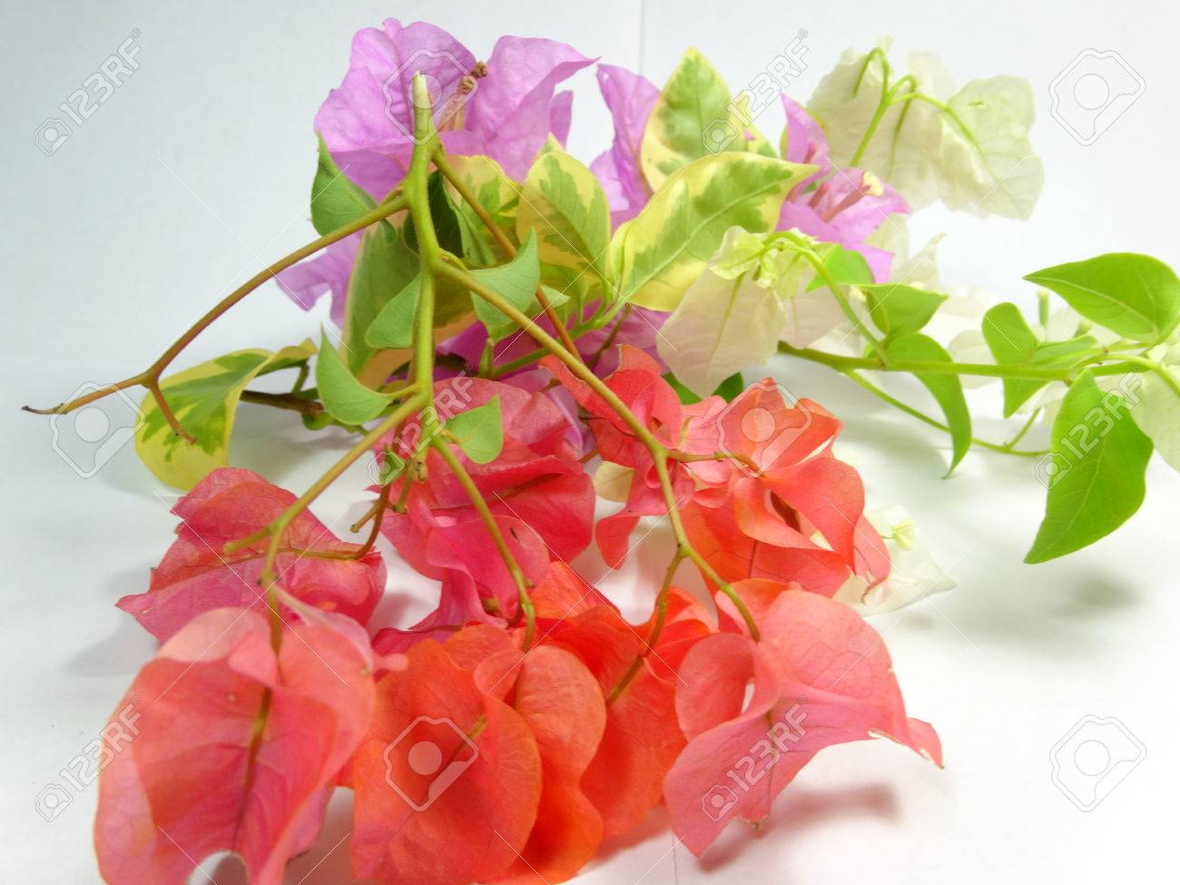白い背景に マレーシアでの撮影写真に散在ブーゲンビリア観賞用花 の写真素材 画像素材 Image