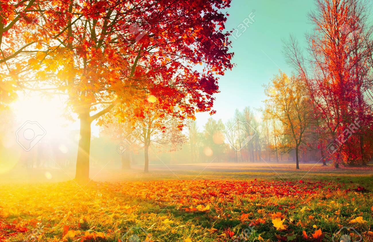 Autumn Landscape. Fall Scene. Trees and Leaves, Foggy Forest in Sunlight Rays - 127117551 Autumn Landscape. Fall Scene. Trees and Leaves, Foggy Forest in Sunlight Rays - 127117551