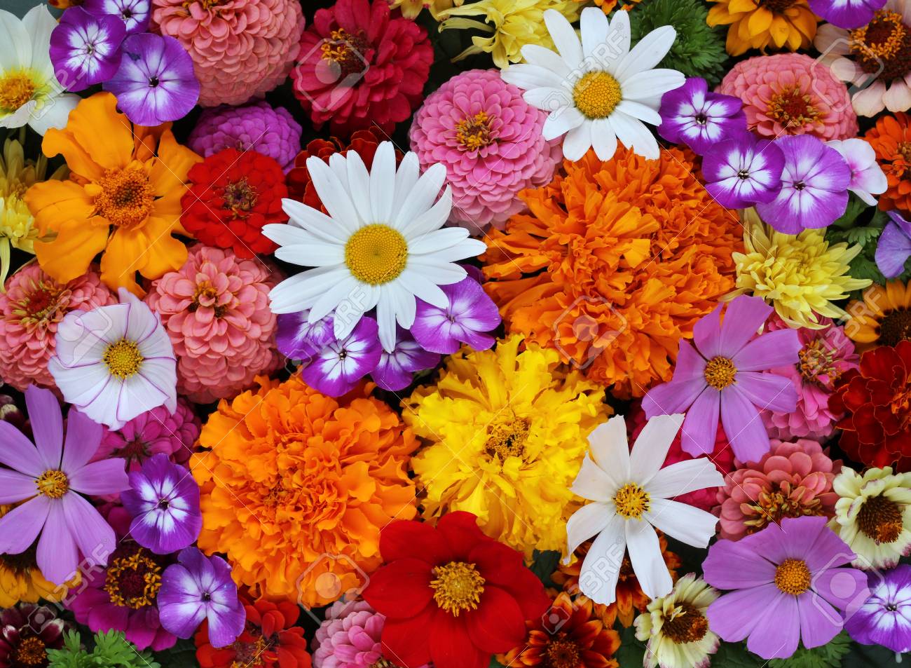 background of garden flowers, top view. Daisy, Phlox, dahlias..