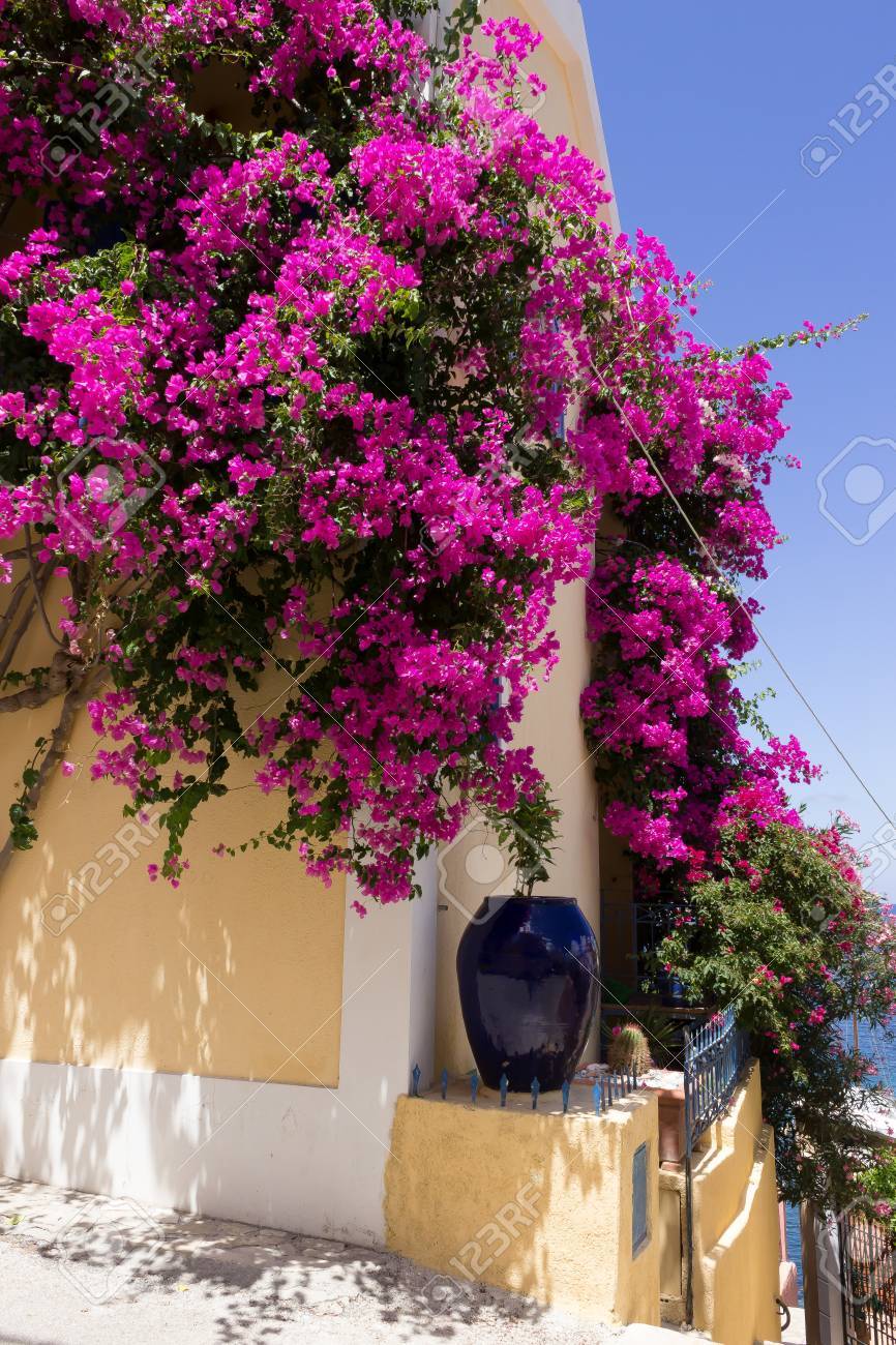 Fleur Rose Incroyable En Grèce