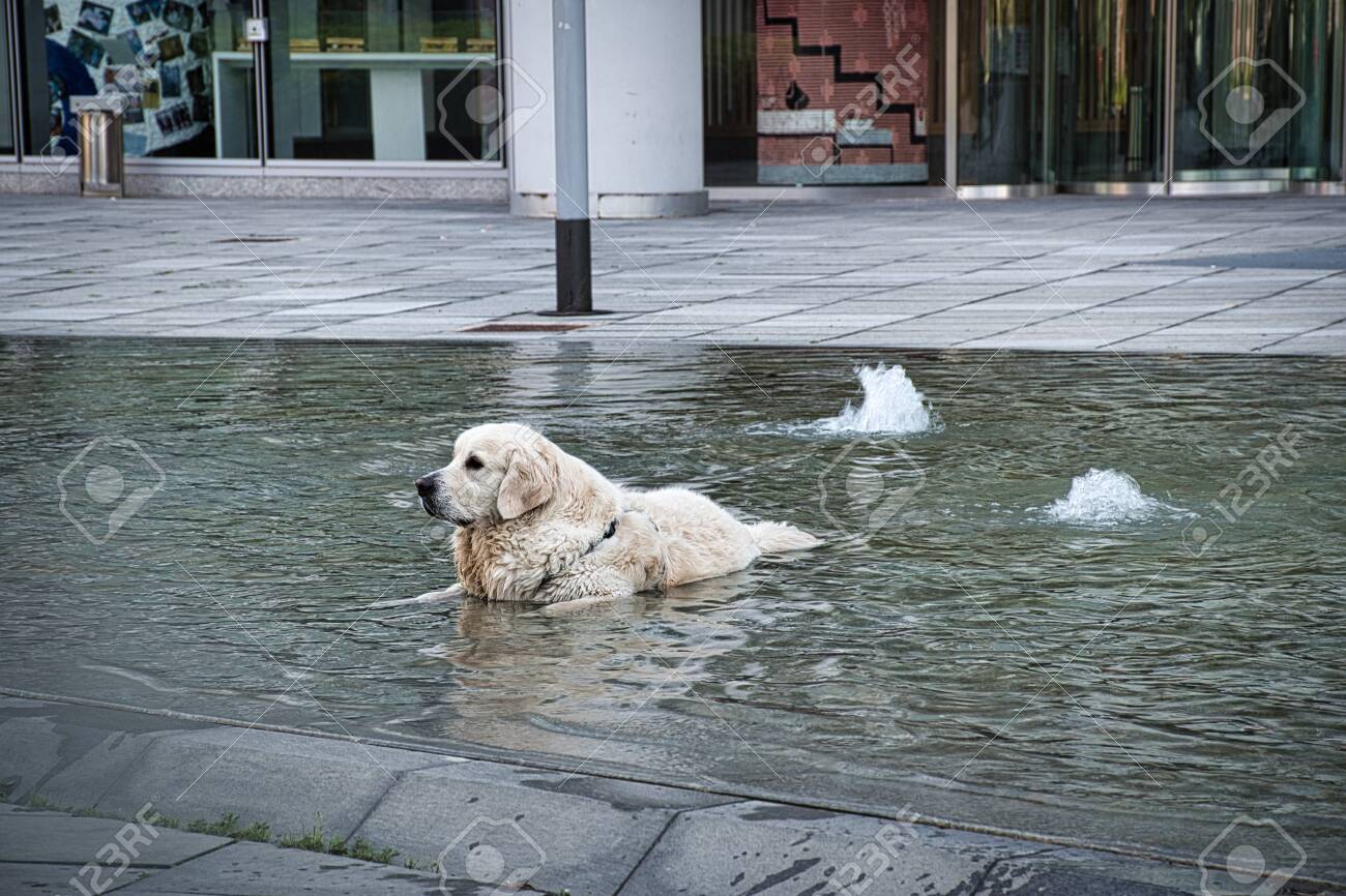 cold water pet fountain