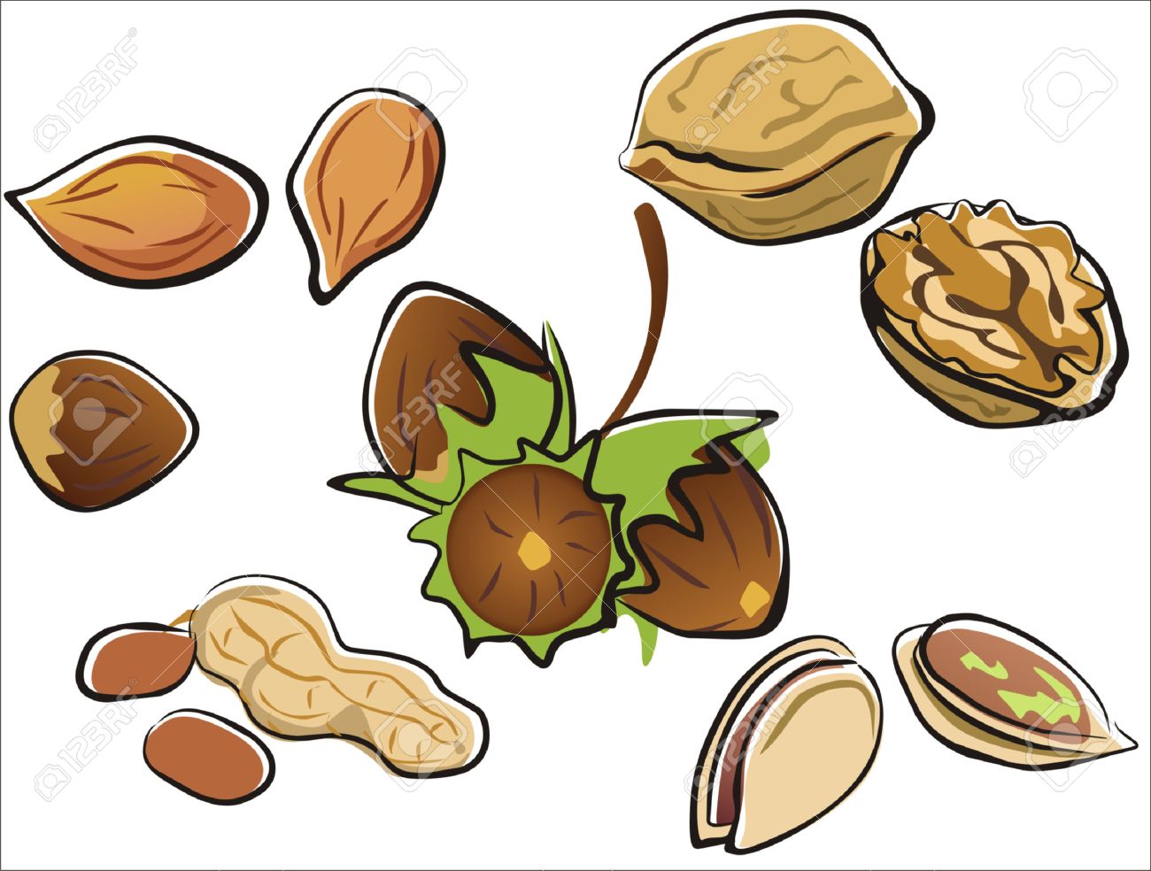 Nuts Collection In Cartoon Style Isolated Illustration Royalty Free Klipartlar Vektor Cizimler Ve Stok Cizim Image 22348447