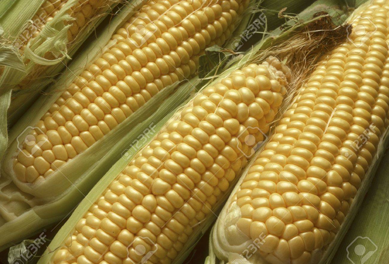 how many kernels on an ear of corn