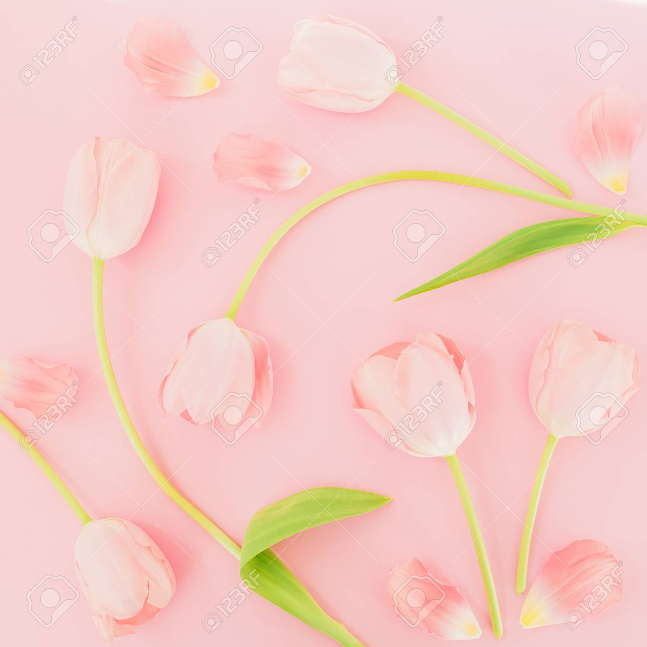 Floral Background With Tulips Flowers On A Pink Pastel Background Stock Photo Picture And Royalty Free Image Image 97692791
