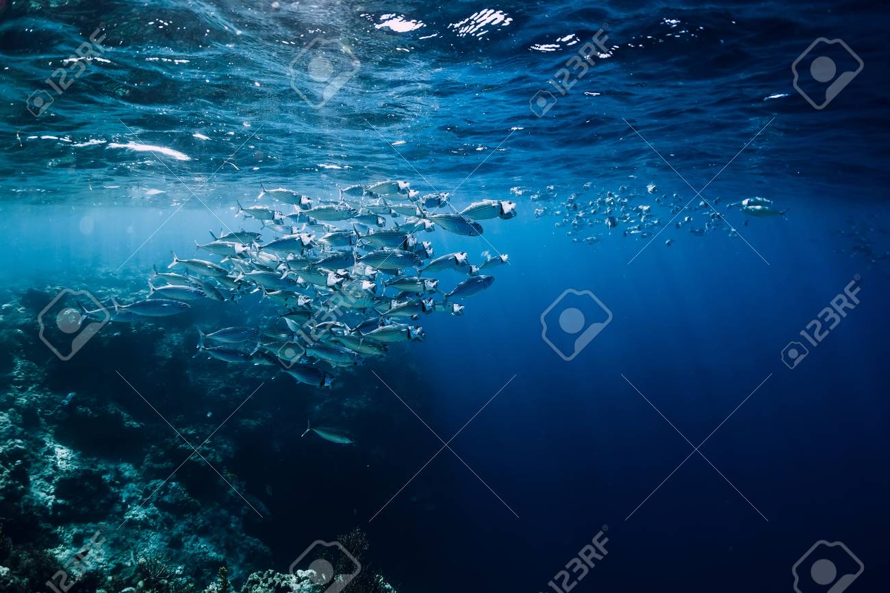 Wildlife in underwater with school tuna fish in ocean at coral reef - 113844080 Wildlife in underwater with school tuna fish in ocean at coral reef - 113844080