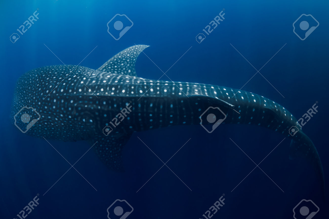 푸른 바다에서 헤엄치는 고래상어, 세계에서 가장 큰 물고기의 놀라운 점 패턴 로열티 무료 사진, 그림, 이미지 그리고 스톡포토그래피.  Image 203200017