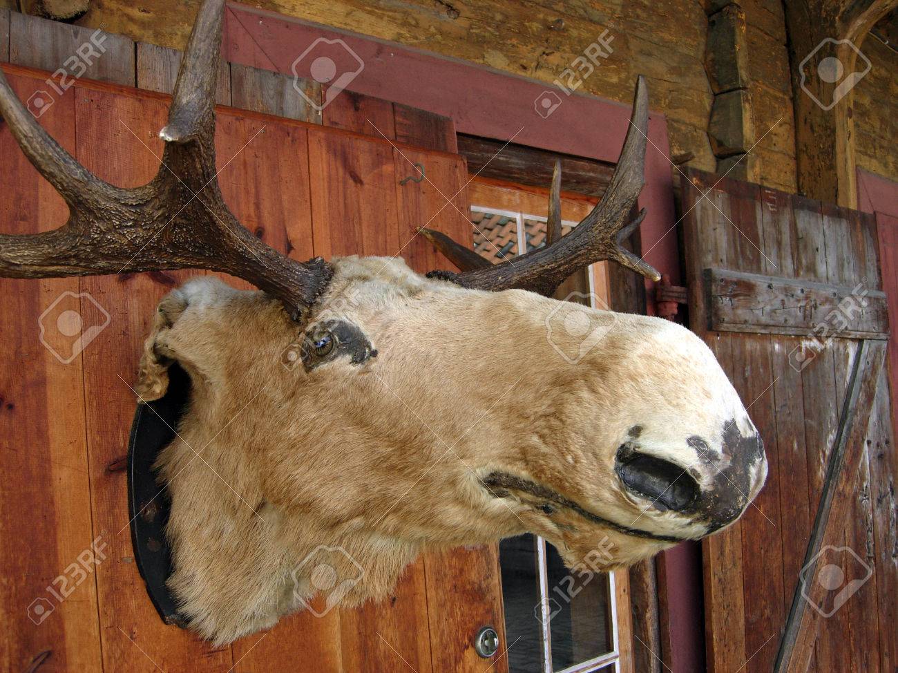 stuffed moose head