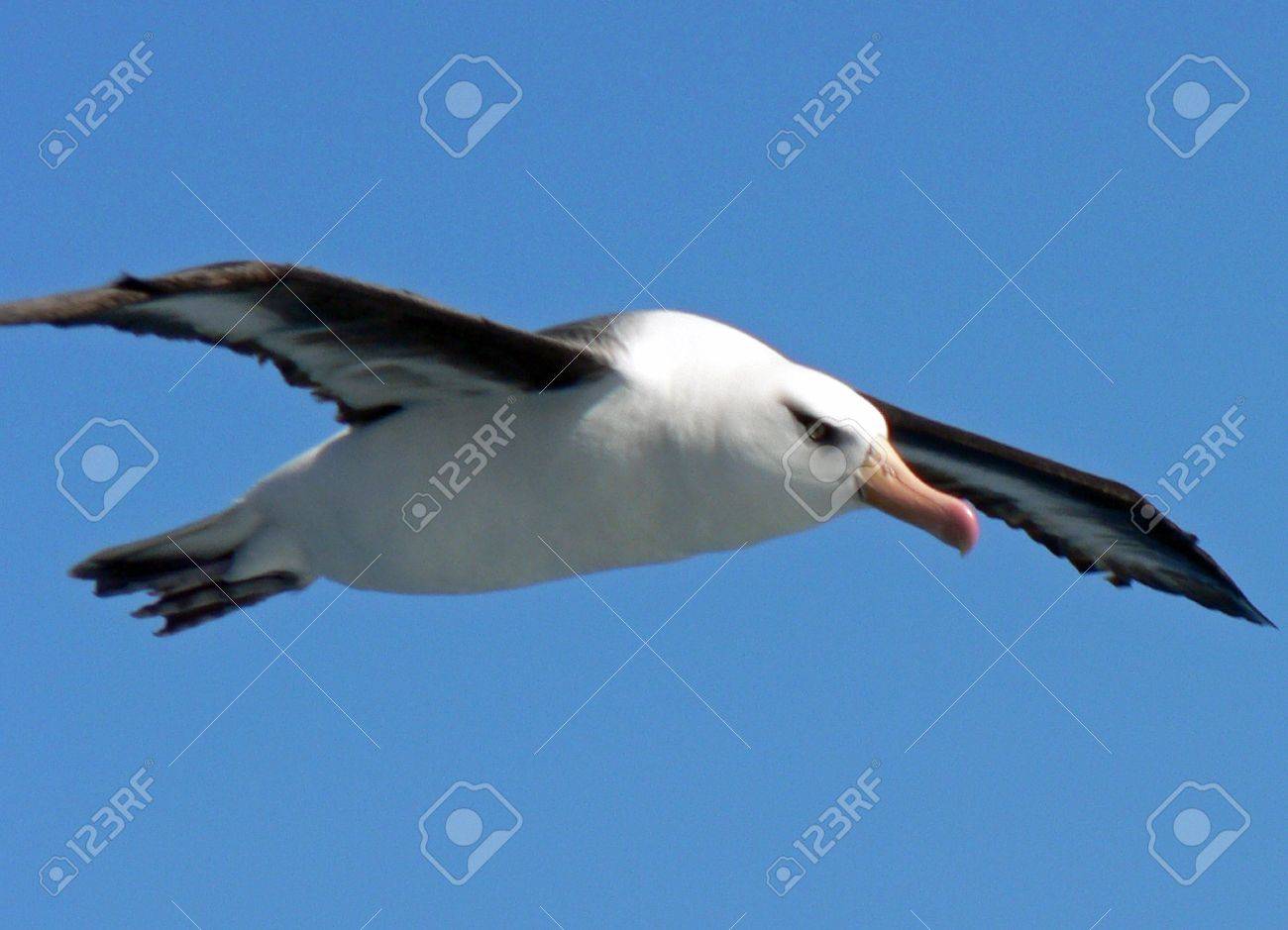 飛行中ワタリアホウドリ の写真素材 画像素材 Image
