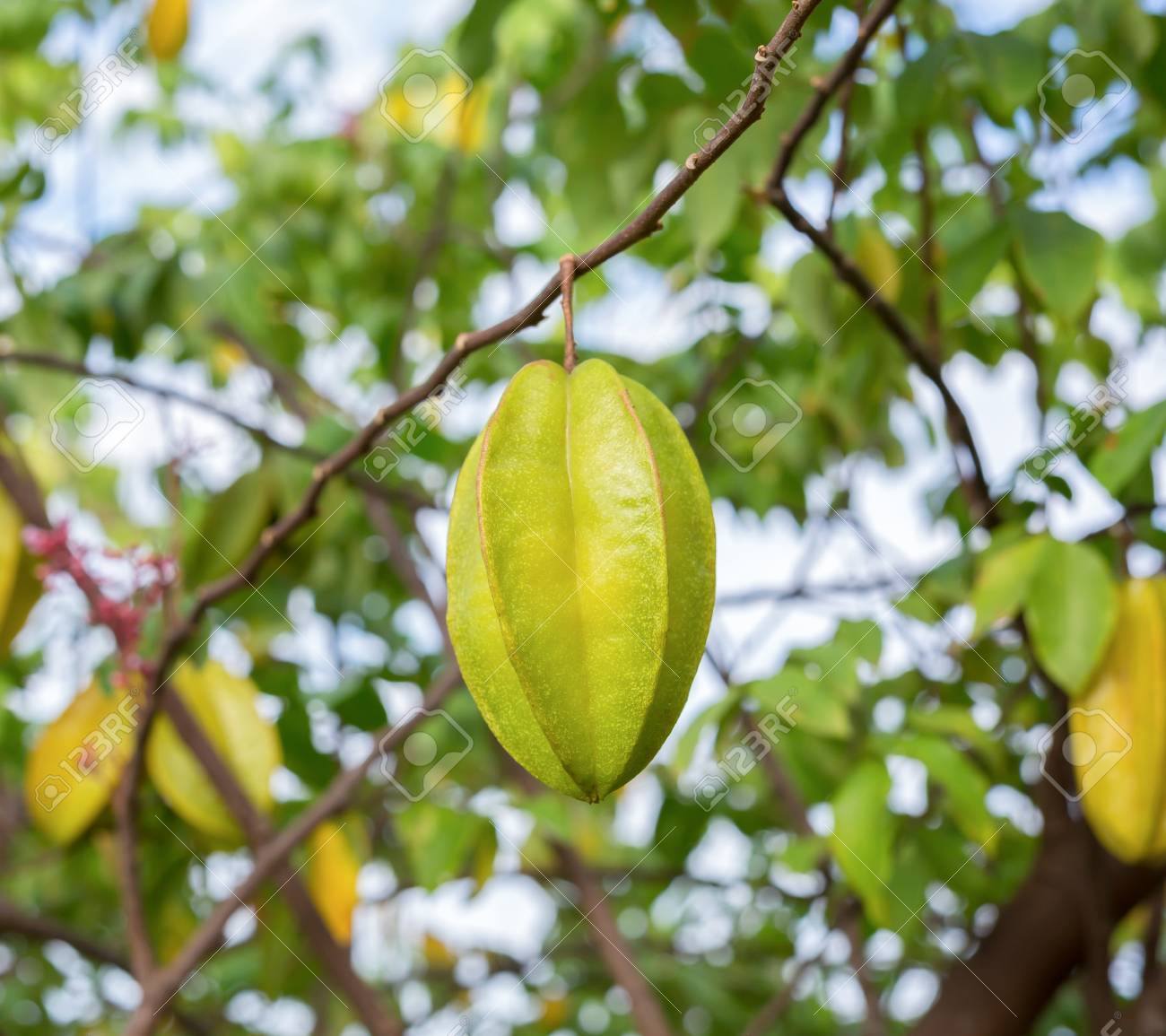 etiam-dictum-ipsum-a-felis