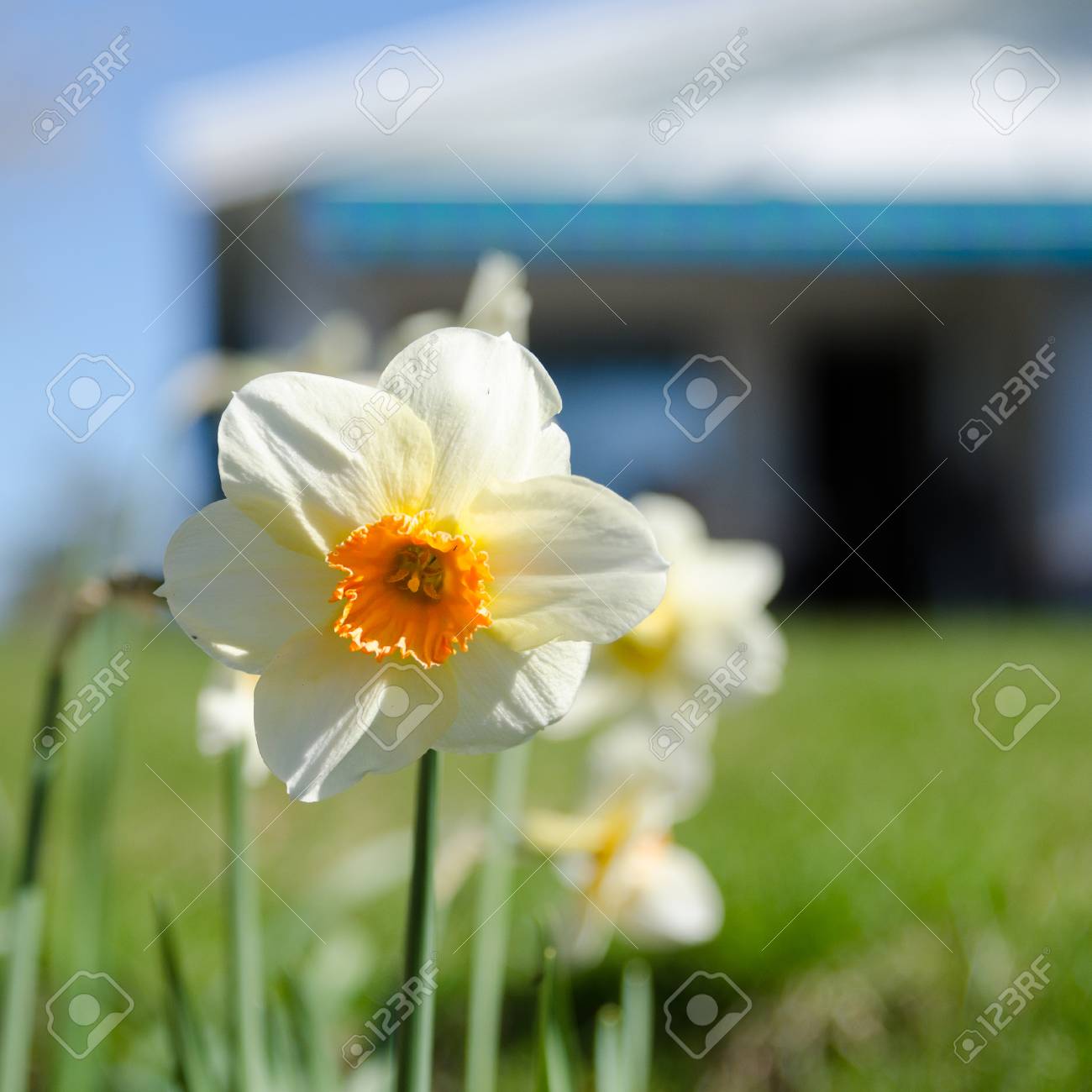家族と水仙の花から 1 つの白とオレンジ色の美しい花 の写真素材 画像素材 Image 家族と水仙の花から 1 つの白とオレンジ色の美しい花 の写真素材 画像素材 Image