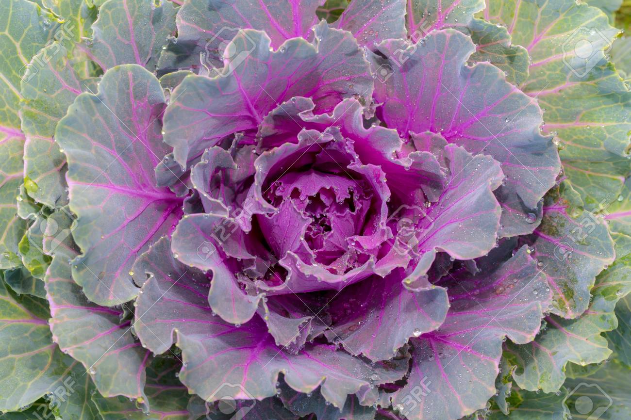 Purple Cabbage Plant With Water Drop On Leaf, Selective Focus Stock Photo,  Picture And Royalty Free Image. Image 99277919.