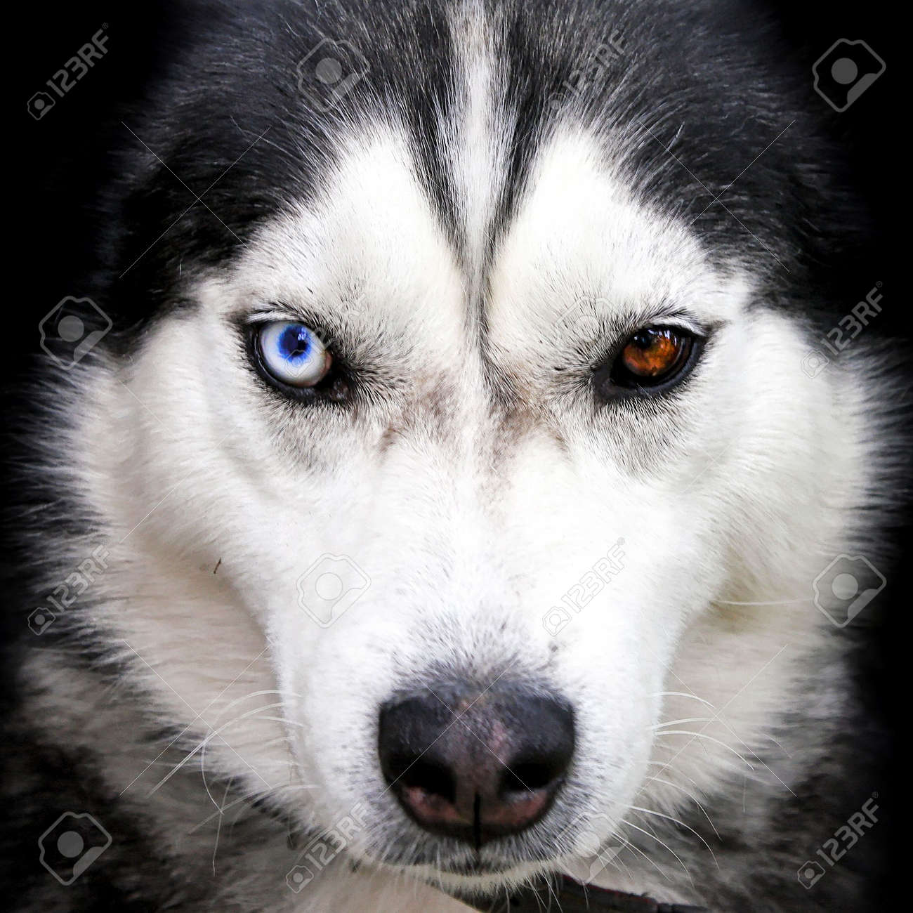 husky yellow eyes