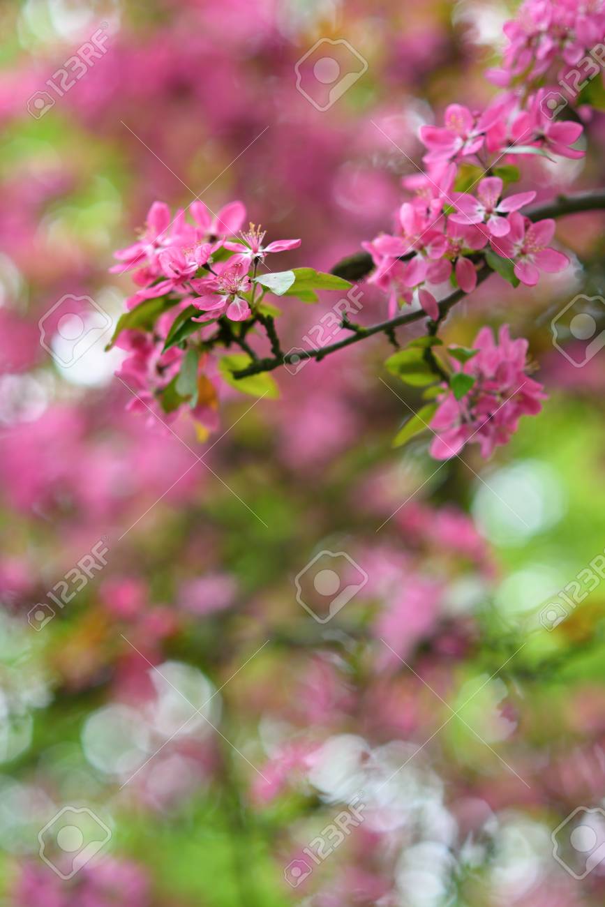 Arbre en fleurs rouge au printemps saison détail Banque d\u0027images , 39688524