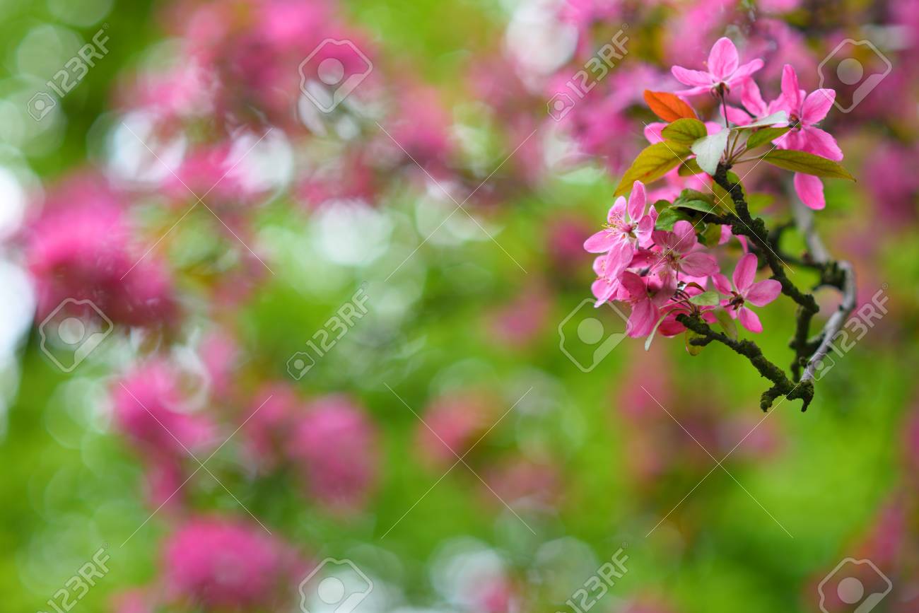 Arbre en fleurs rouge au printemps saison détail Banque d\u0027images , 39688508