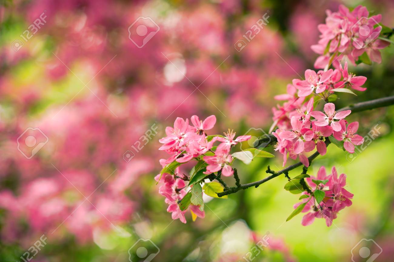 Arbre En Fleurs Rouge Au Printemps Détail De Saison