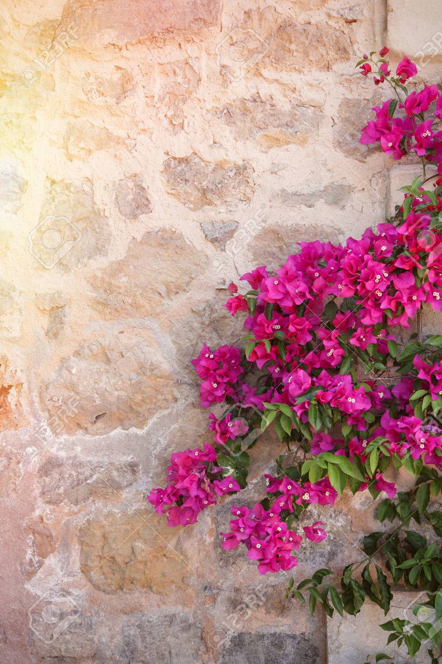カラフルな花とブーゲンビリアの花の素朴な石壁 の写真素材 画像素材 Image