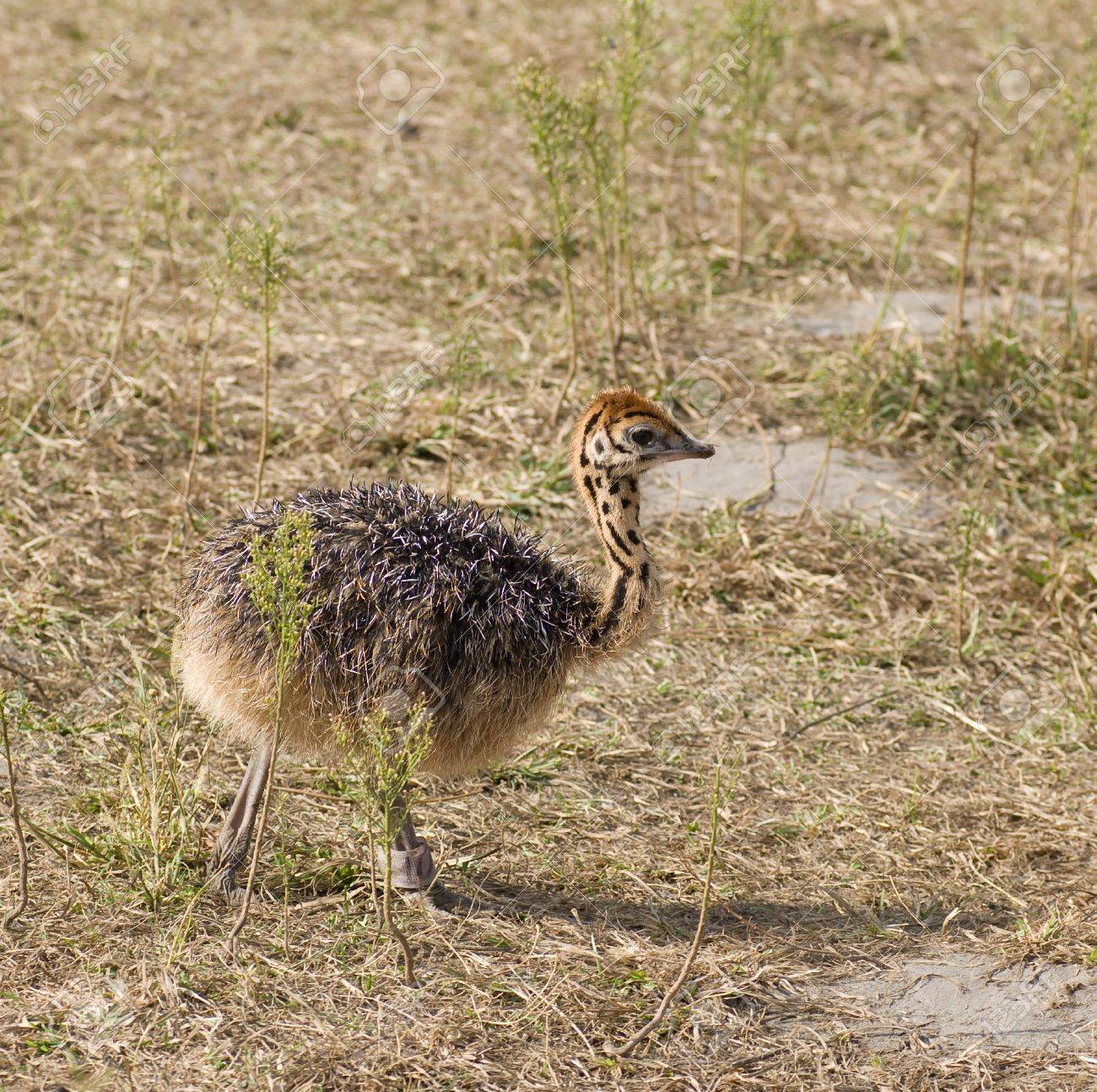 Small Cute Baby Ostrich 5 Days Old Stock Photo Picture And