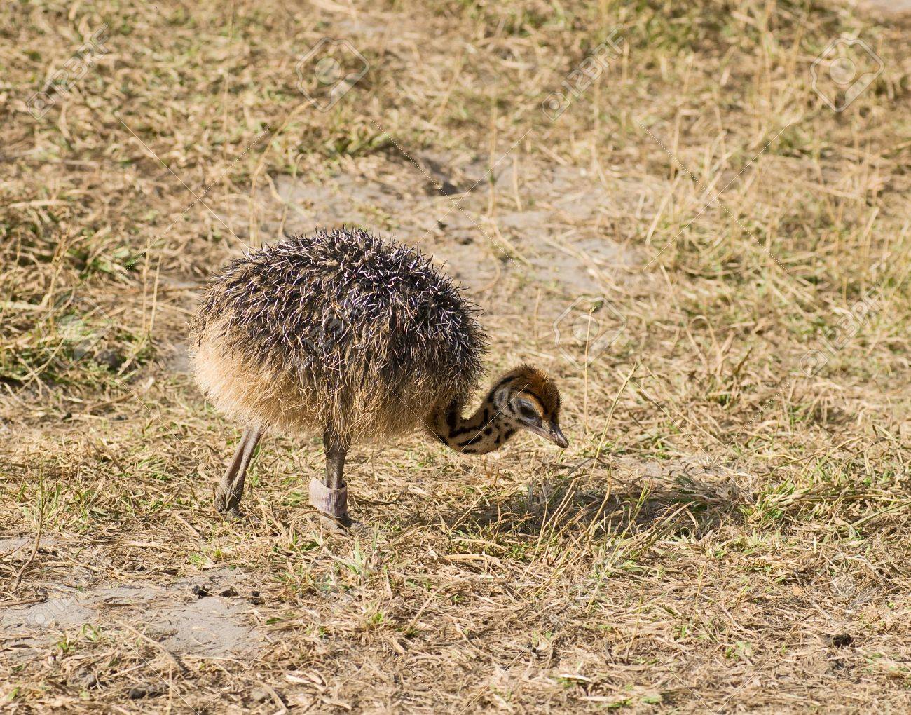 Small Cute Baby Ostrich 5 Days Old Stock Photo Picture And