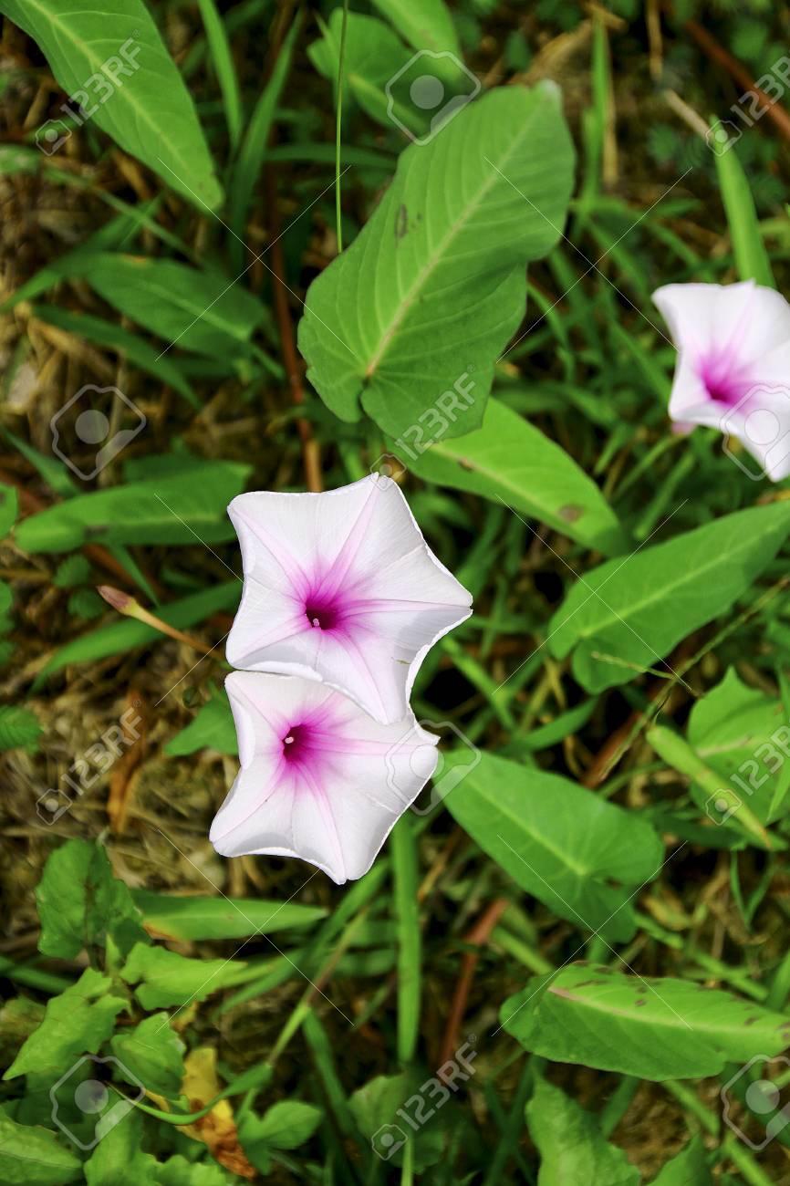 Water Spinach Flowers Stock Photo Picture And Royalty Free Image