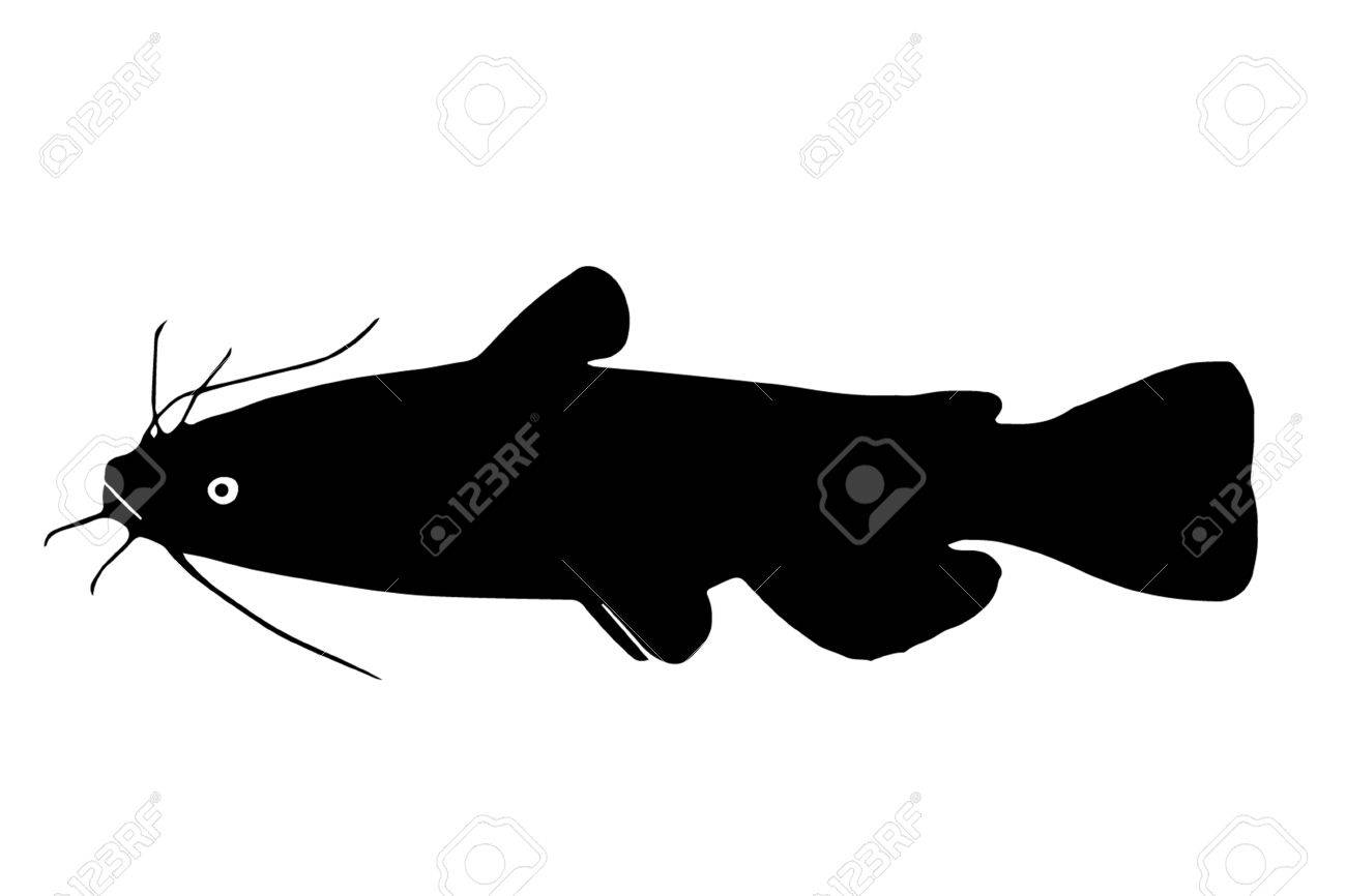 small european freshwater fish