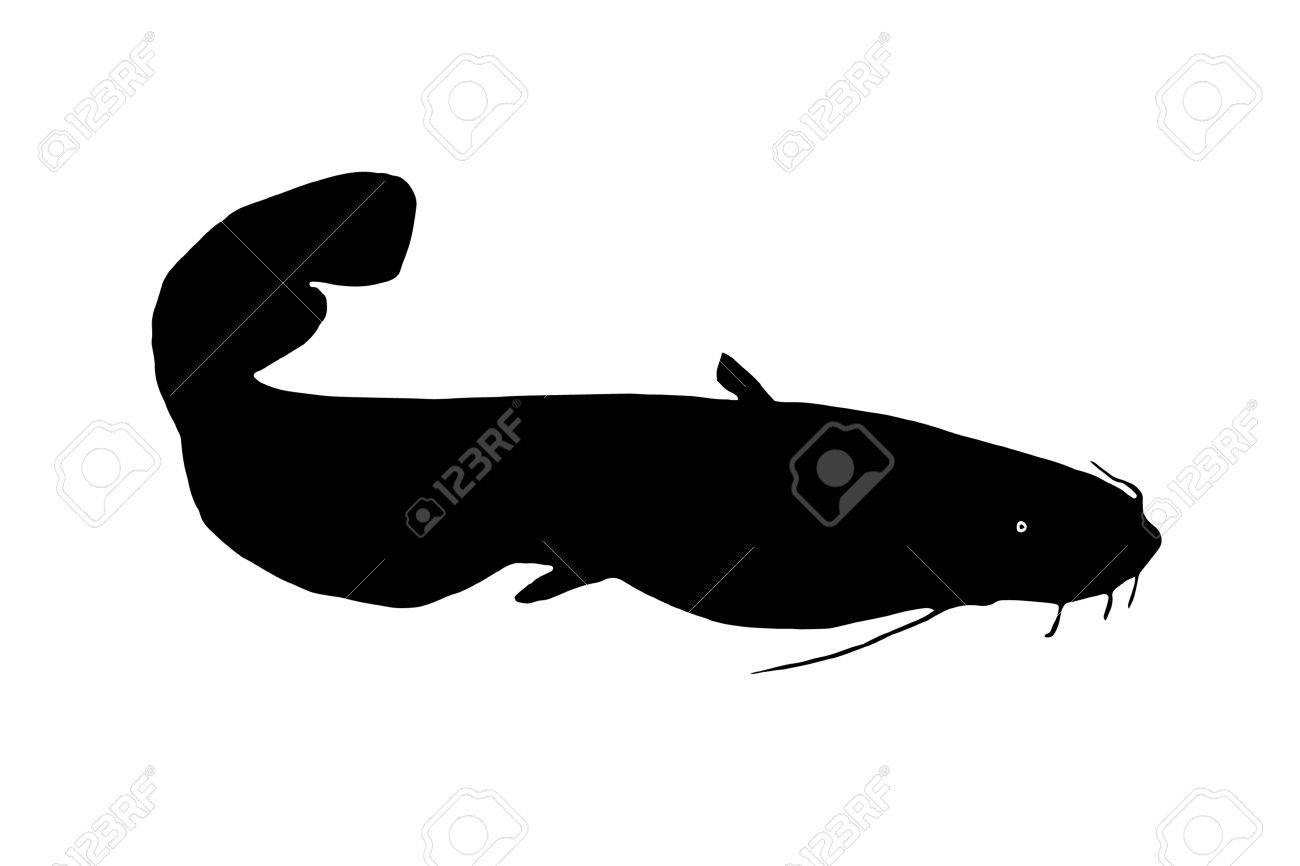 湖沼や河川の深さに住んでいる魚の捕食者ナマズ魚のシルエット のイラスト素材 ベクタ Image