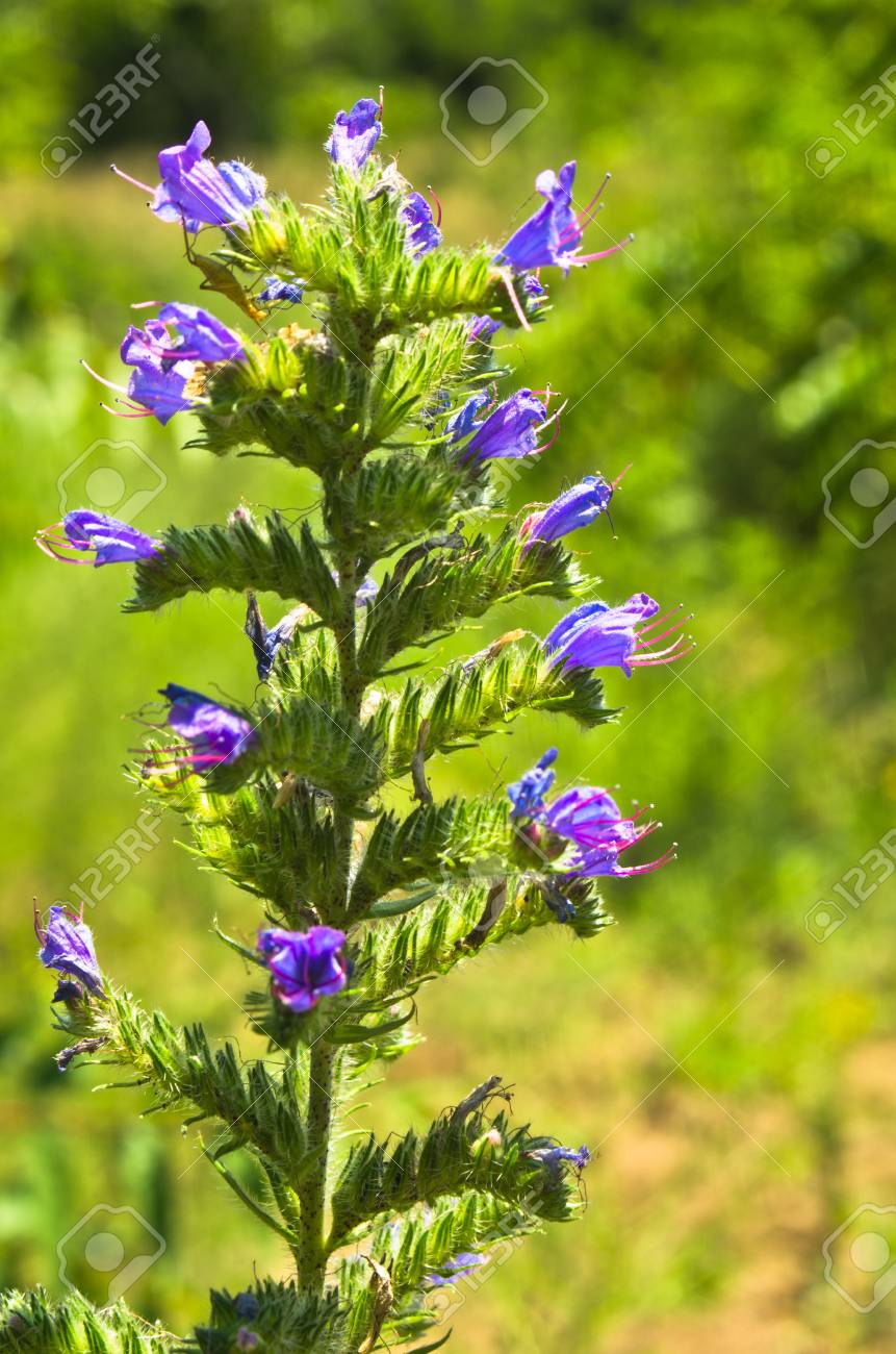 Flores P�rpuras Salvajes En Terrenos Arenosos Cerca Del R�o