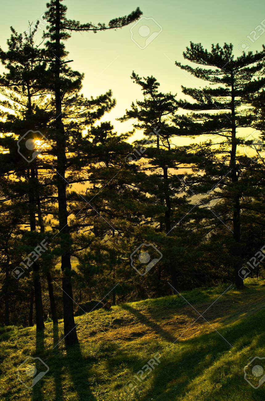 golden pine tree forest at sunset near belgrade serbia stock photo