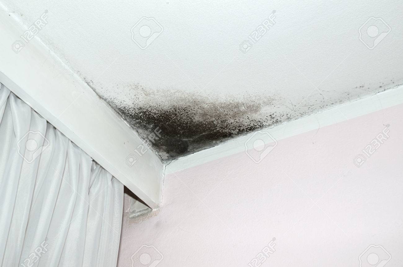 Schimmel In Der Ecke Der Weißen Decke Und Rosa Wand Mit Weißen ... Schimmel In Der Ecke Der Weißen Decke Und Rosa Wand Mit Weißen ...