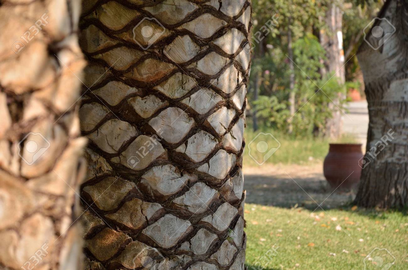 Bark Of Palm Tree Trunk With Other Trees In Background Stock Photo, Picture  and Royalty Free Image. Image 44548475.