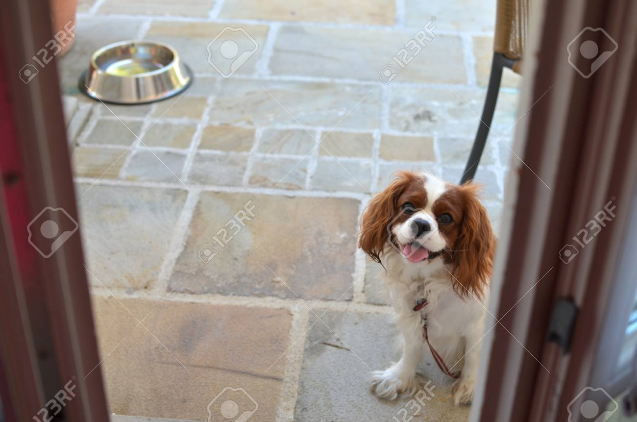 素敵な犬 キャバリア キング チャールズ スパニエル と彼女の背後にある水のボウル の写真素材 画像素材 Image