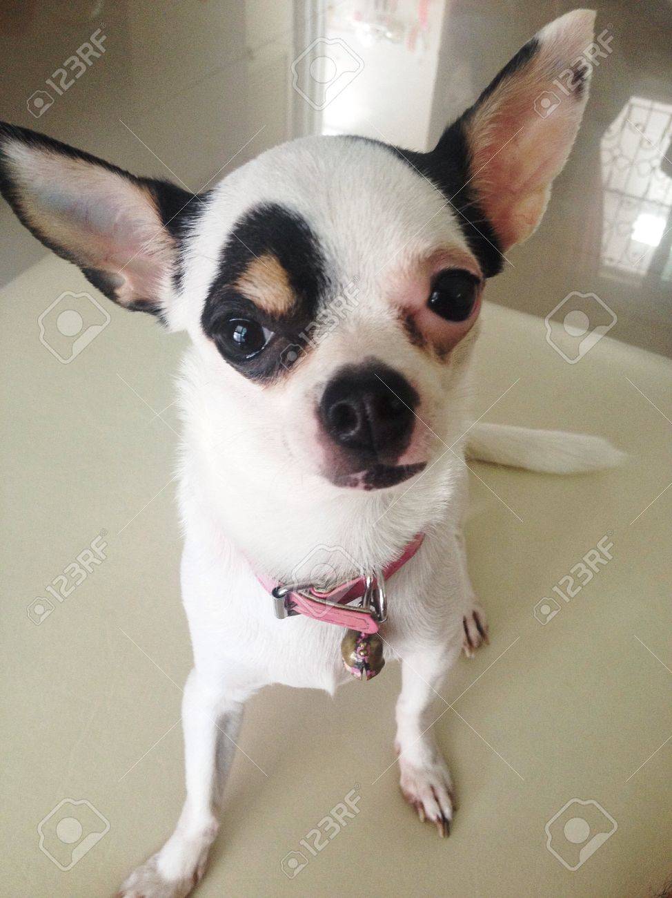 eye patch for chihuahua