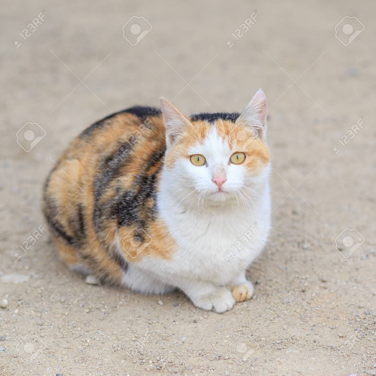 etiam-dictum-ipsum-a-felis