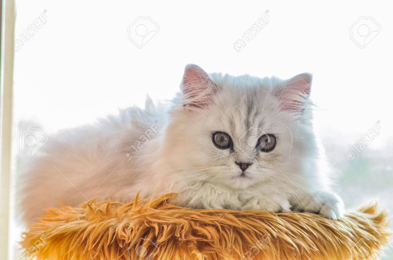 ペルシャ チンチラ子猫猫 の写真素材 画像素材 Image