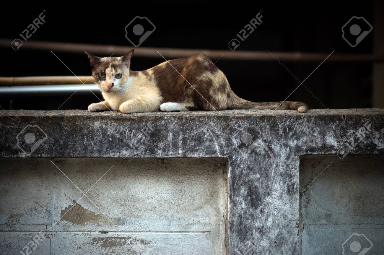 etiam-dictum-ipsum-a-felis