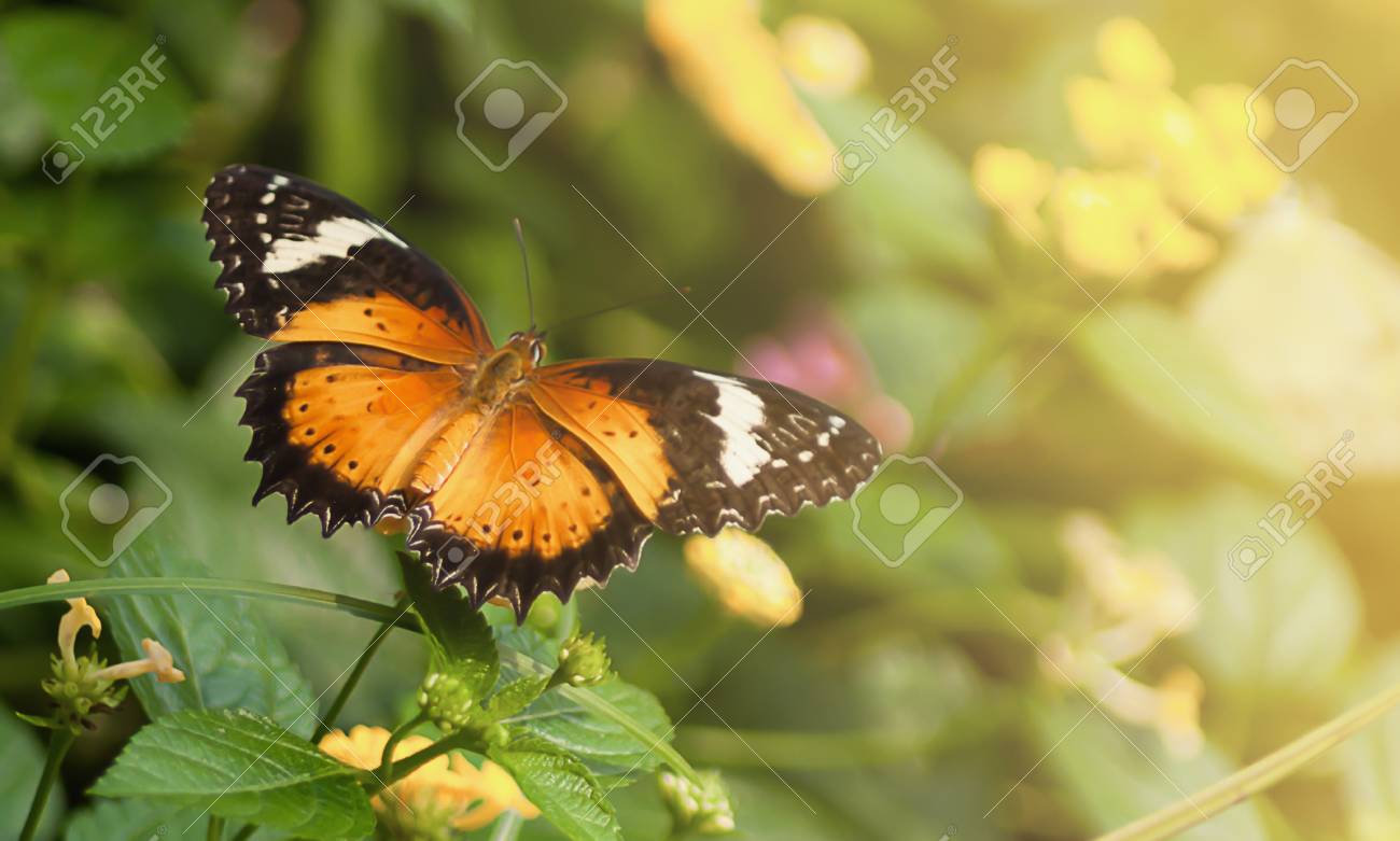 朝自然に蝶飛ぶ の写真素材 画像素材 Image