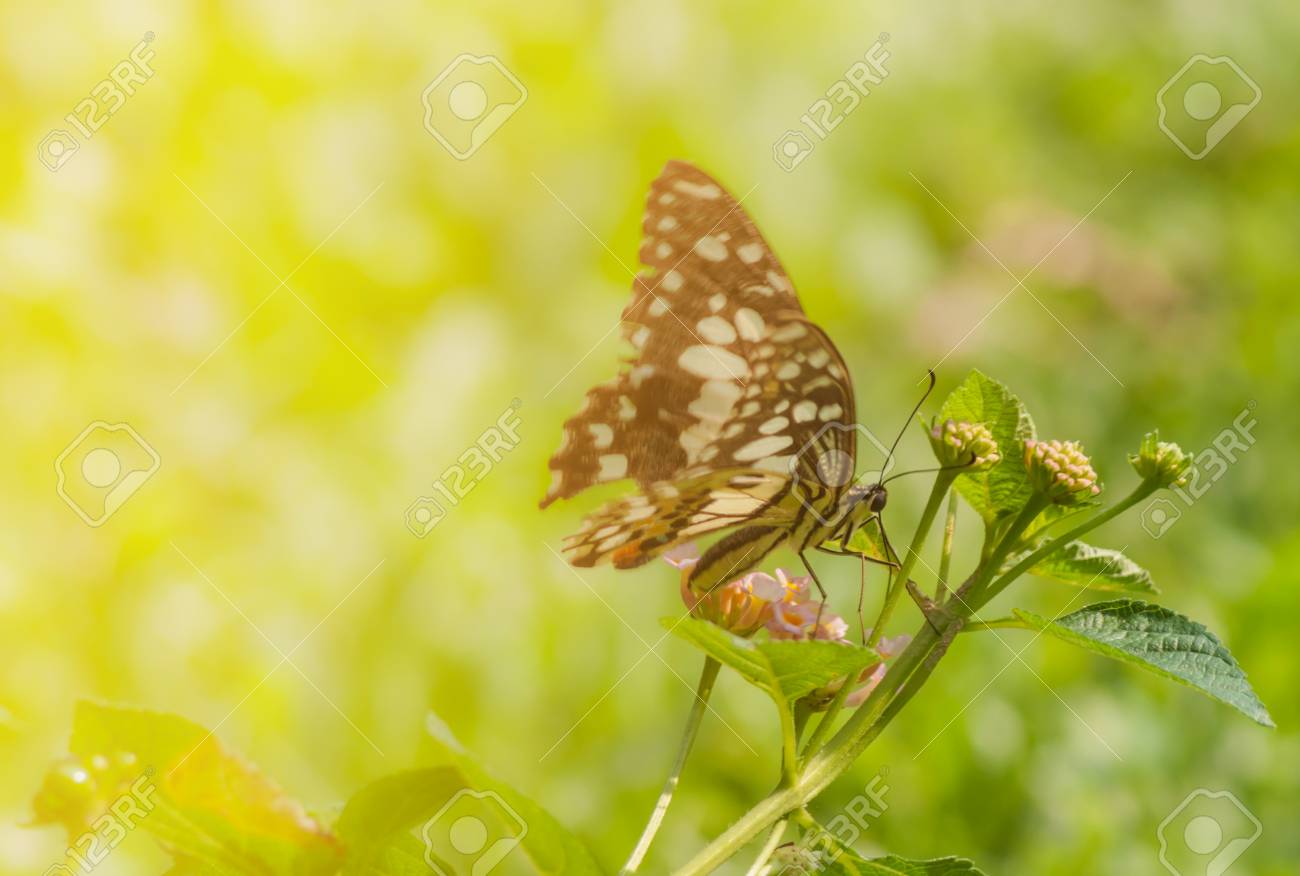 朝自然に蝶飛ぶ の写真素材 画像素材 Image