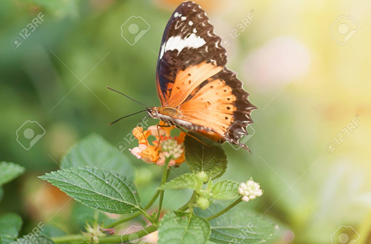 朝自然に蝶飛ぶ の写真素材 画像素材 Image