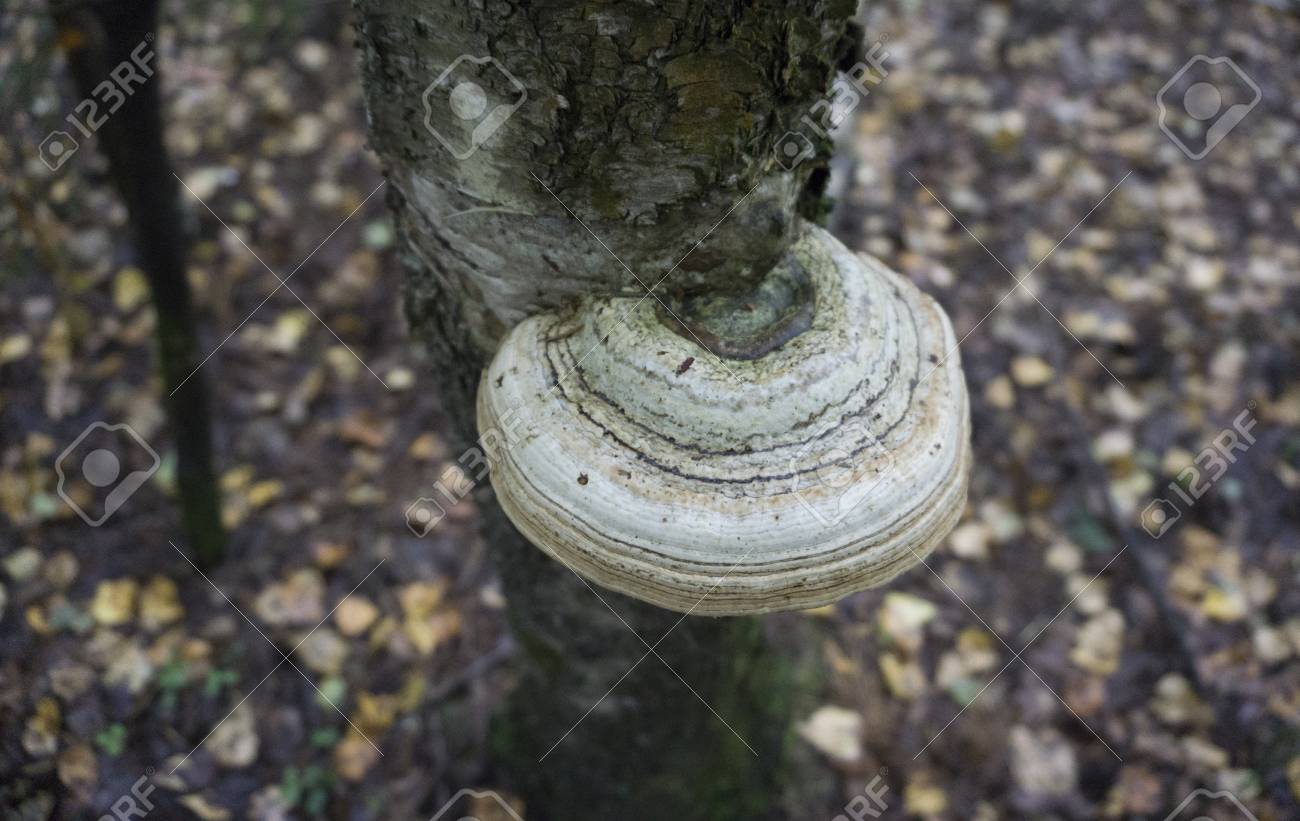 壊れた白樺の幹にスポンジのキノコです ツリー トランク白樺をキノコします 倒れた白樺の幹にツリー菌 バーチ倒木でハブ キノコの生活のビュー の写真素材 画像素材 Image