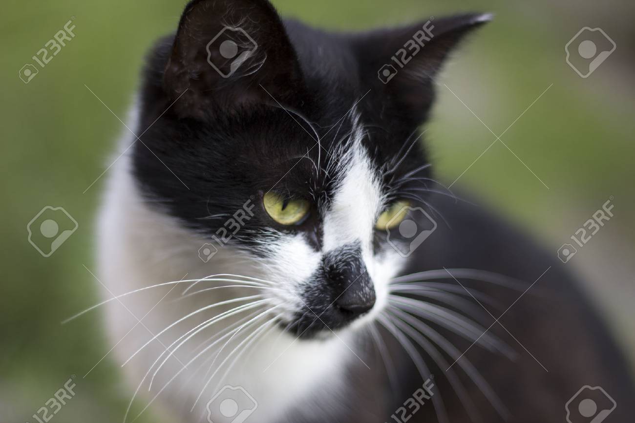 Visage De Chat Blanc Noir Sur Fond Vert Chat Intelligent Blanc Noir Intelligent Le Chat Sage Rêve De Souris