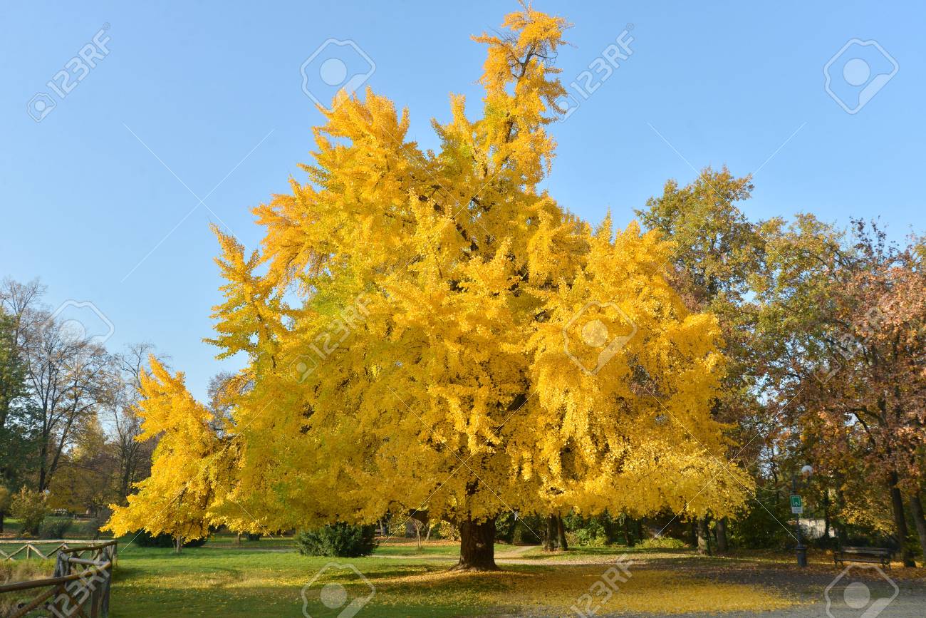 arbol de ginko biloba arbol de ginko biloba