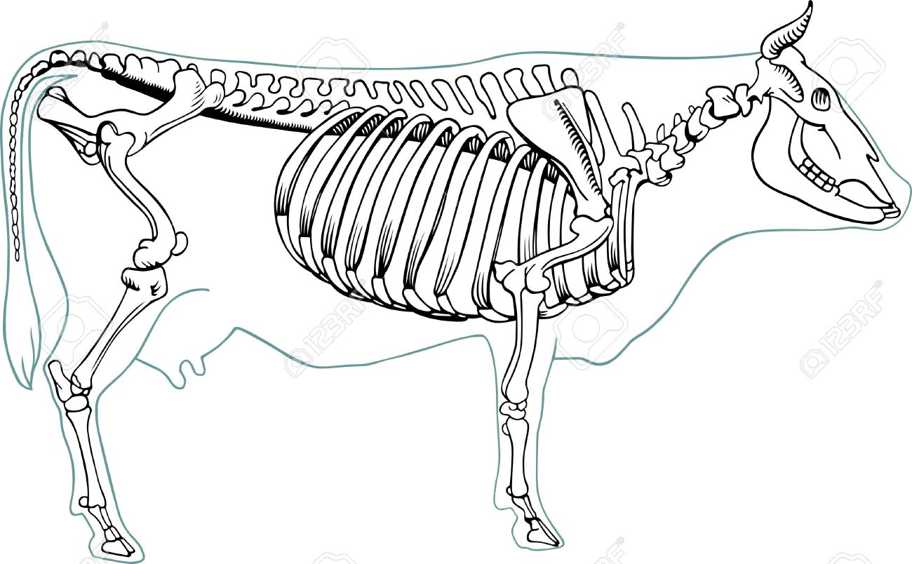 牛の骨格 のイラスト素材 ベクタ Image