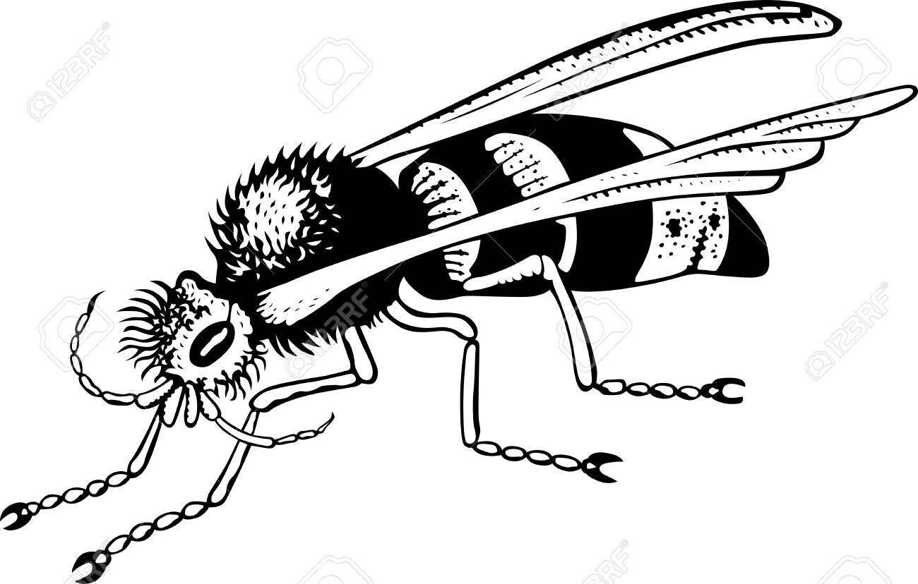 白のスズメバチ のイラスト素材 ベクタ Image 白のスズメバチ のイラスト素材 ベクタ Image