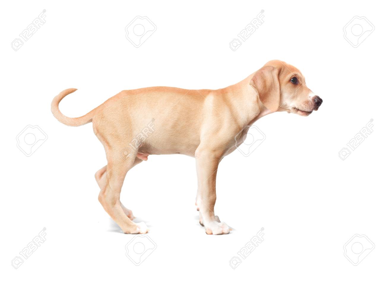 long blonde haired dog