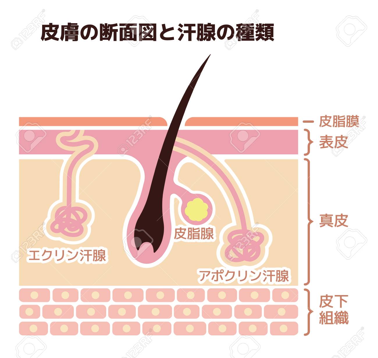 皮膚と汗腺のセクション ベクトルイラストレーション のイラスト素材 ベクタ Image