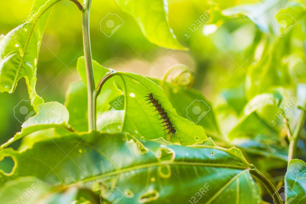 パッション フルーツの葉冬虫夏草 の写真素材 画像素材 Image パッション フルーツの葉冬虫夏草 の写真素材 画像素材 Image