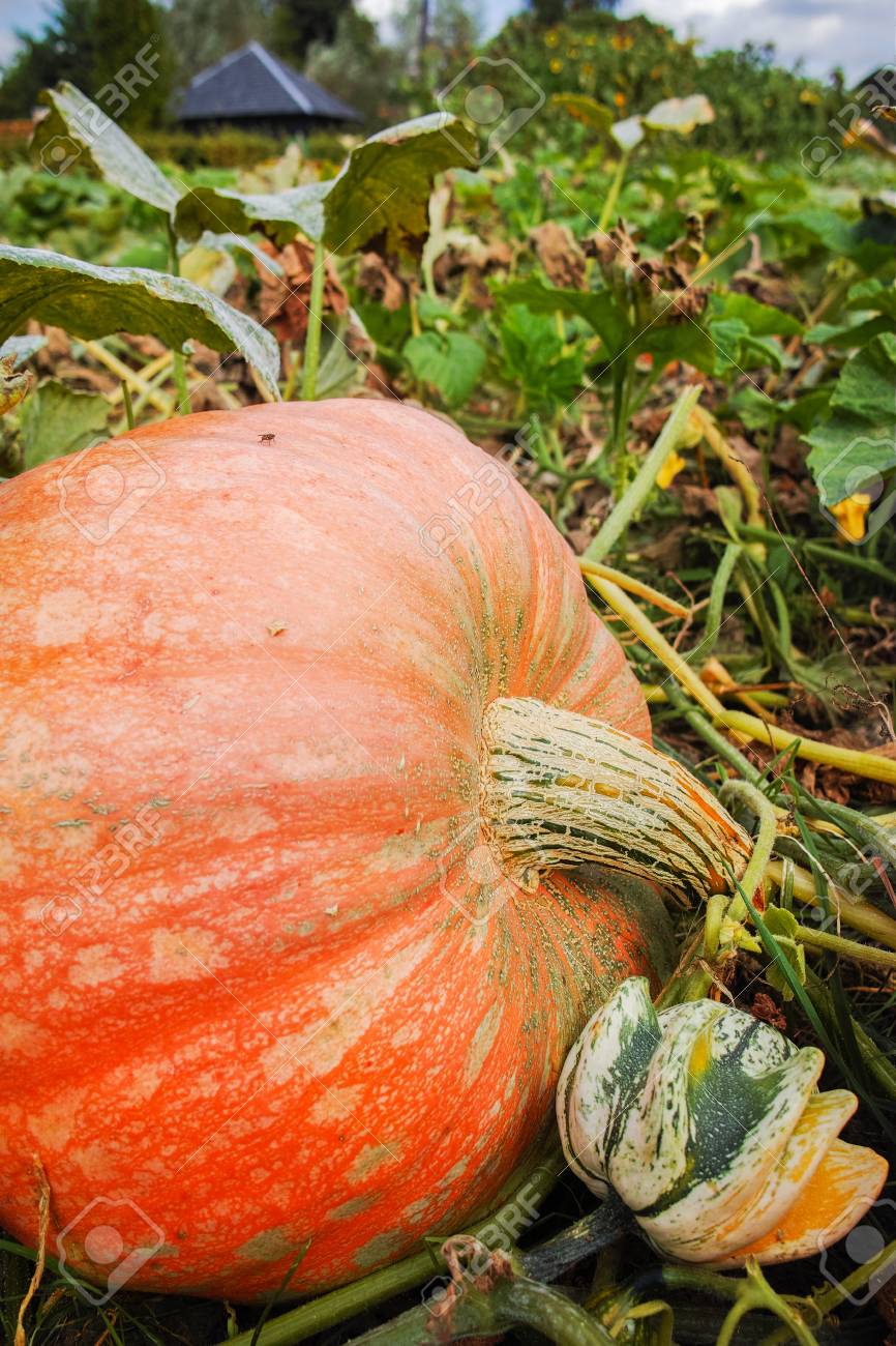 かぼちゃの収穫の準備ができて巨大なカボチャ の写真素材 画像素材 Image