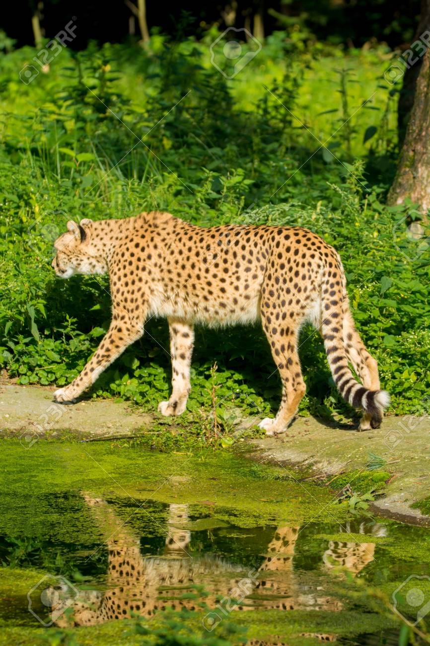 レッドリスト動物 チーターやシータ 最速土地亜科ネコ亜科の動物 大型肉食ネコ科動物 草の上を歩く の写真素材 画像素材 Image