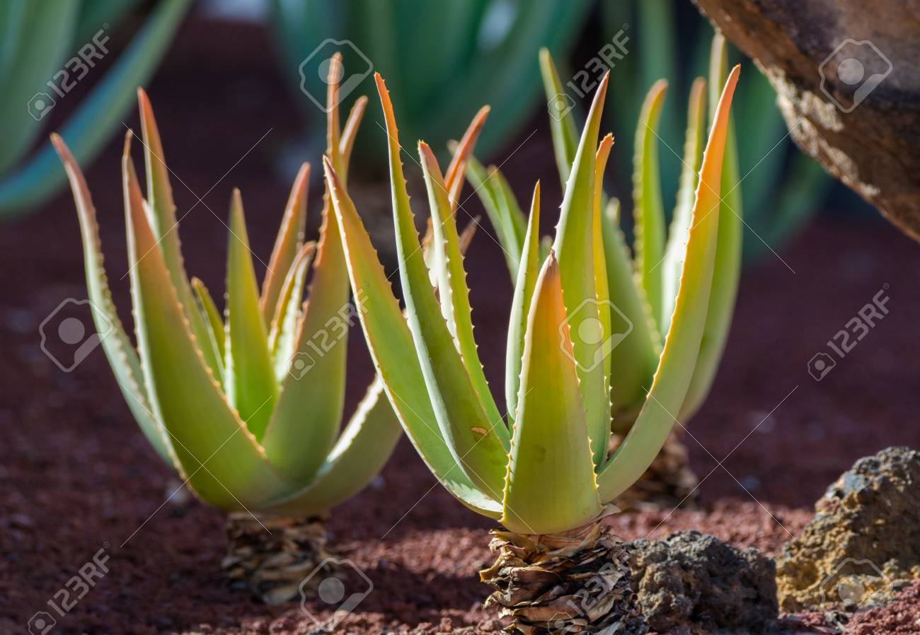 Vera aloe cuidados planta para