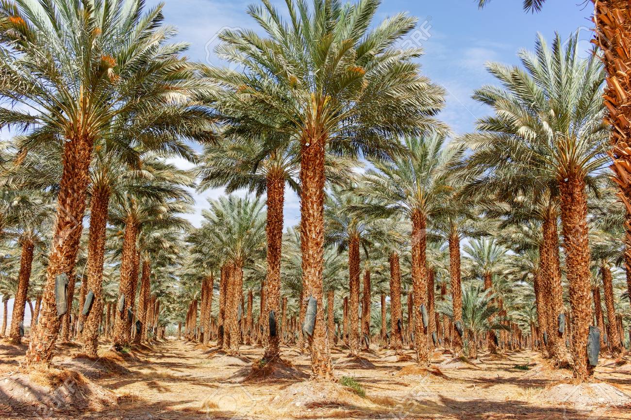 plantation of phoenix dactylifera
